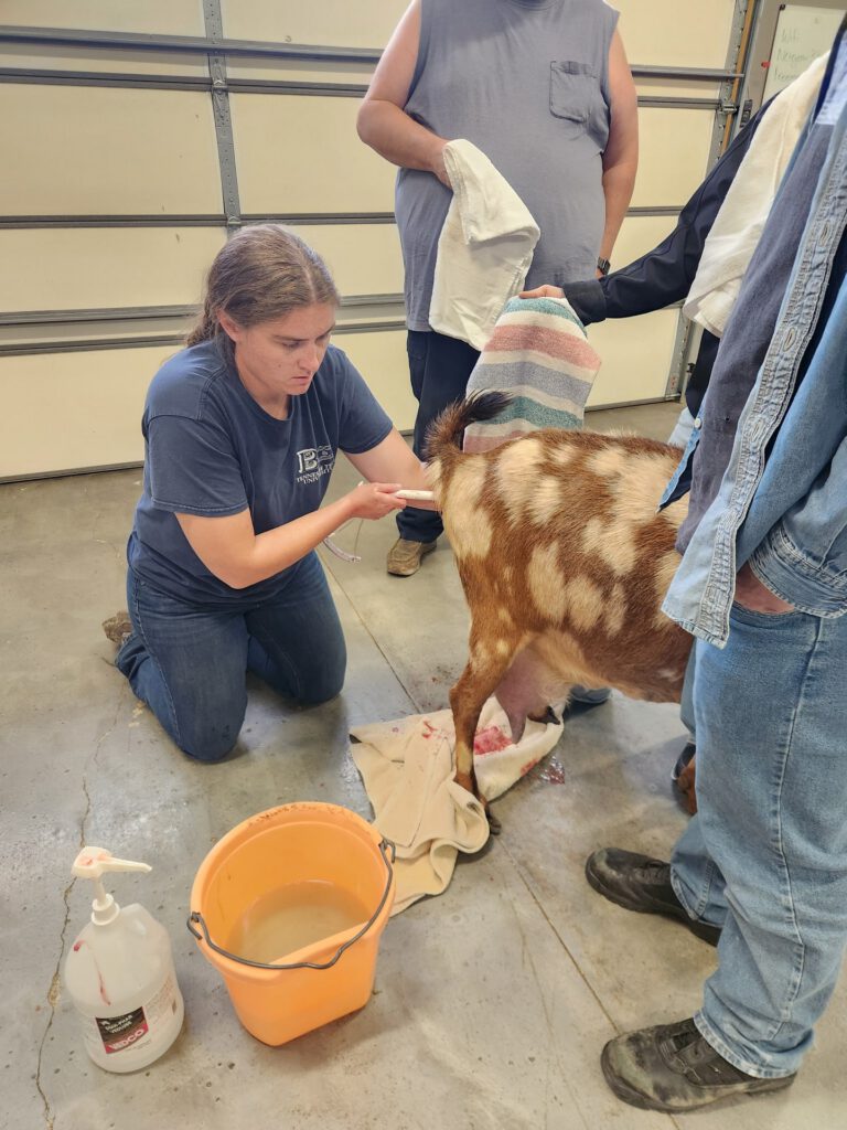 Veterinarian performing on-site field surgery on a goat