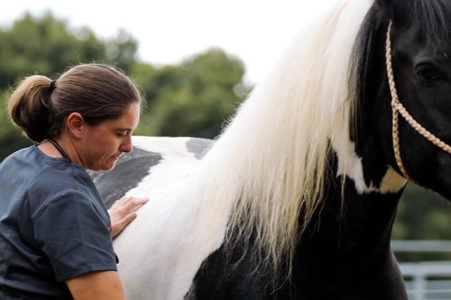 Veterinarian providing equine reproductive care